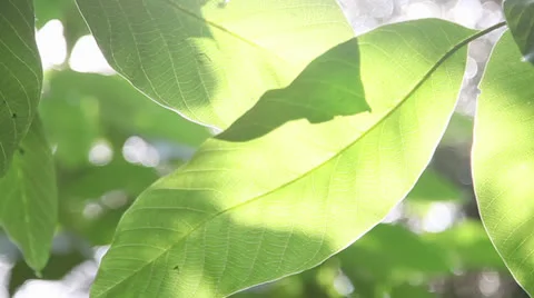 Translucent Leaves Stock Footage