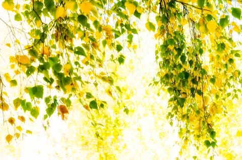 Translucent leaves 写真素材