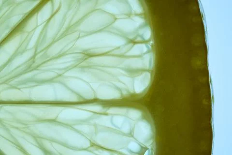 Translucent Lemon Slice Macro Detail 스톡 사진