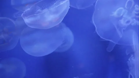 Translucent Moon Jellyfish Floating Gracefully in Blue Water Stock Footage 336263312