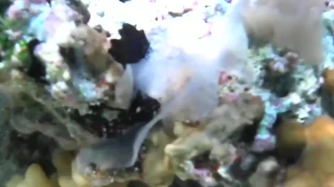 Translucent Nudibranch Crawling on Coral Reef – Marsa Alam, Las Cabanas Vídeo Stock 341388200