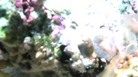 Translucent Nudibranch Crawling on Coral Reef – Marsa Alam, Las Cabanas Stock Footage 341388203