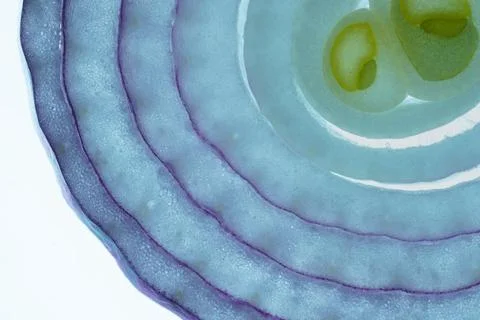 Translucent Onion Slice Close Up Stock Photos