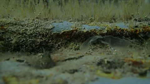 A translucent piece of plastic bag dangles on the seabed Video stock 161465421