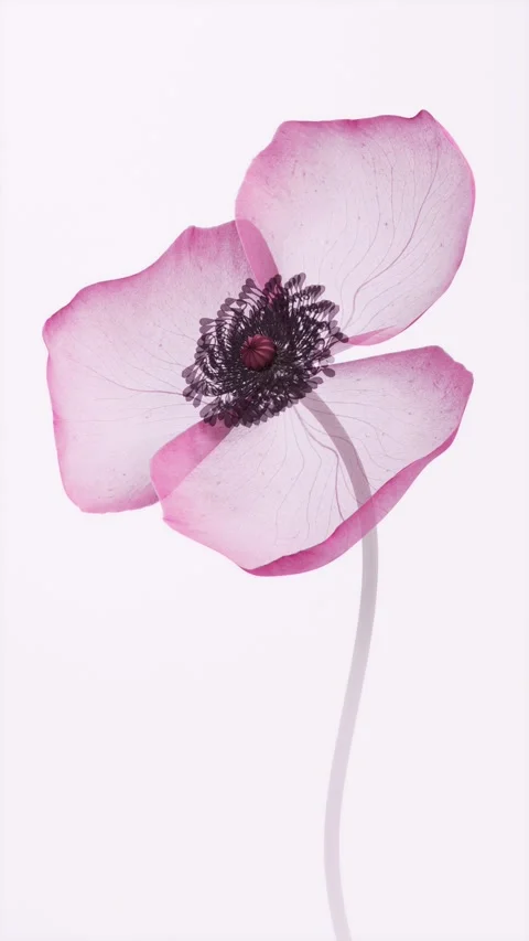 Translucent Pink Anemone Flower Slowly Blooming on Light Minimalist Backgro.. Vídeo Stock 338276563
