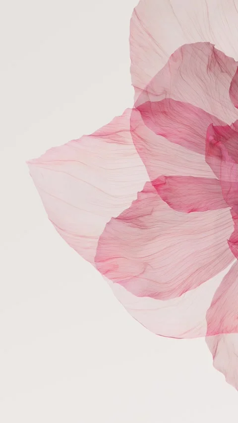 Translucent pink flower petals closeup swaying gently in the wind with deli.. 스톡 동영상 336087098