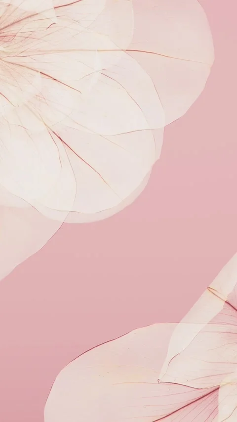 Translucent pink flower petals floating and flying on soft wind, delicate s.. Stock Footage 336087254