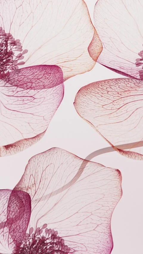 Translucent Pink Flower Petals in X-ray Style with Detailed Veins Swaying i.. 库存影片 338276572