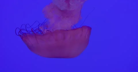 Translucent pink jellyfish drifting gently through deep blue water, tentacles Stock Footage 307555129