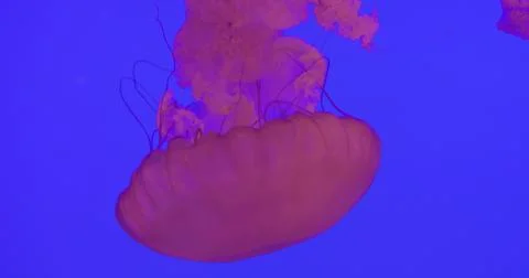 Translucent pink jellyfish drifting gently through deep blue water, tentacles Stock Photos
