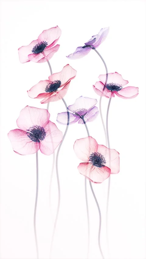 Translucent Pink Red and Purple Anemone Flowers Smoothly Blooming in X-ray .. 库存影片 339074872