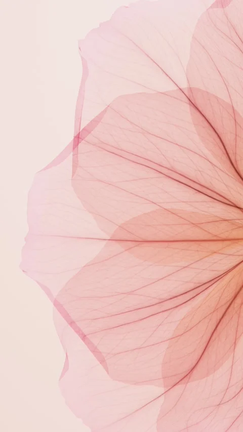 Translucent pink x-ray petals swaying gently in close-up with detailed vein.. Stock Footage 336747698