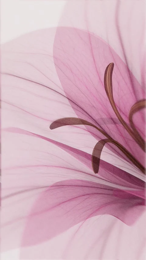 .Translucent pink xray style lily flower gently blooming in closeup and swa.. Stock Footage 336087682