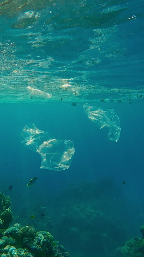 Translucent plastic garbage floating below oily film on water surface, fishes Stock Footage 345680948