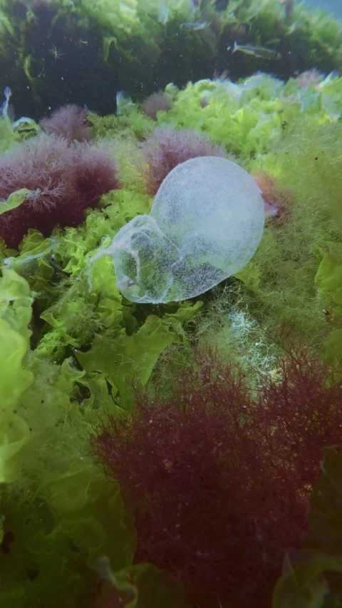 Translucent polychaete egg cocoon comes off seaweed and floats over carpet Stock Footage 345867396