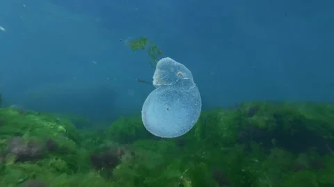 Translucent polychaete egg cocoon in sunlit blue water with sand smelts Stock-Footage 342750188