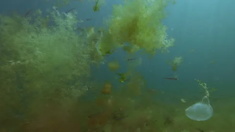 Translucent polychaete egg mass attached to filamentous algae drifts with Stock Footage 342706008