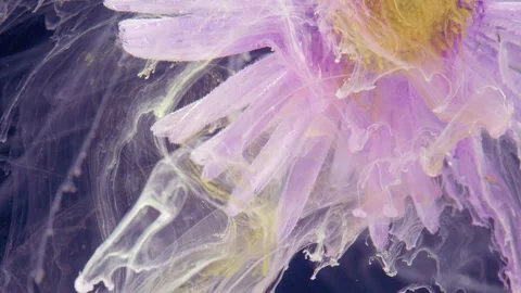 Translucent purple jellyfish drifting in dark water Stock Footage 335127524