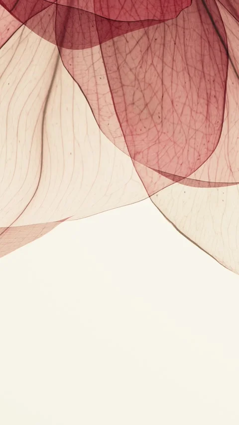 Translucent red and beige petals close-up with detailed veins swaying gentl.. Stock Footage 336976269