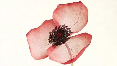Translucent Red Anemone Flower Closeup with Detailed Petal Veins in X-ray S.. Vídeo Stock 339074868