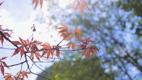 Translucent Red Maple Leaves Gently Swaying in Soft Autumn Sunlight in a Forest Stock Footage 342008260