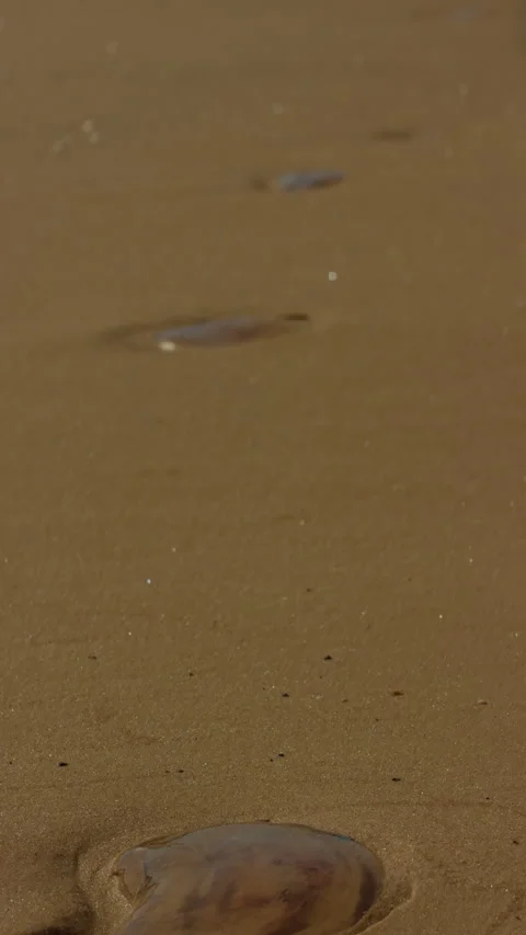 Translucent seashell resting on wet sand with scattered tiny shell fragments on 스톡 동영상 345263955