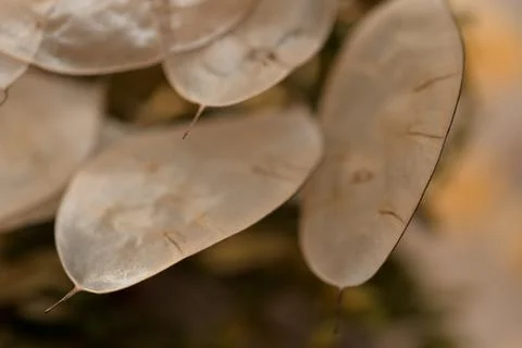 Translucent Seed Pods Close-Up Stock Photos
