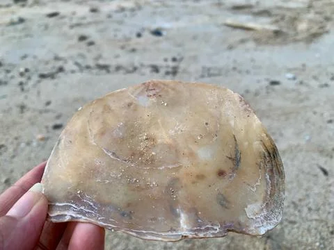Translucent Shell Held by Hand on Sandy Shore at Tanjung Lesung Beach Stock Photos
