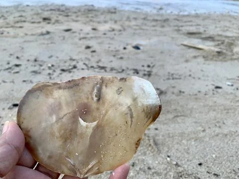 Translucent Shell Held by Hand on Sandy Shore at Tanjung Lesung Beach 库存照片