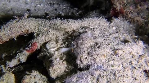 Translucent Shrimp Feeding 4K 스톡 동영상 258598877