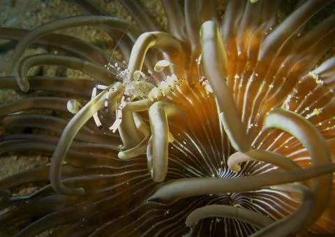 Translucent shrimp Stock Photos