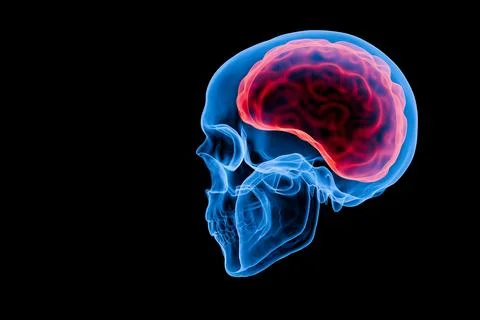 Translucent skull highlights brain with glowing red areas Stock Illustration