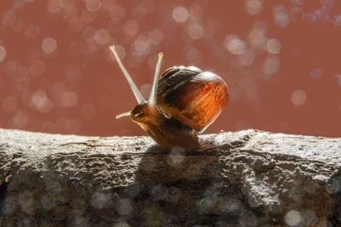 Translucent snail in the sunlight Foto stock