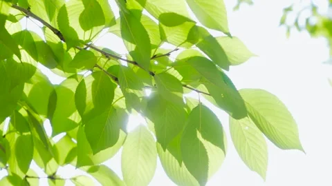 Translucent Spring Leaves Glowing Brilliantly in Warm Soft Golden Sunlight Stock Footage 341871910