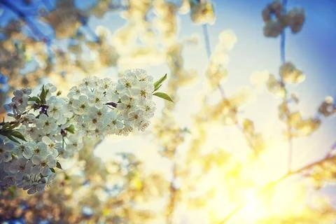 Translucent sun on sunrise through crone of blossoming cherry floral background Stock Photos