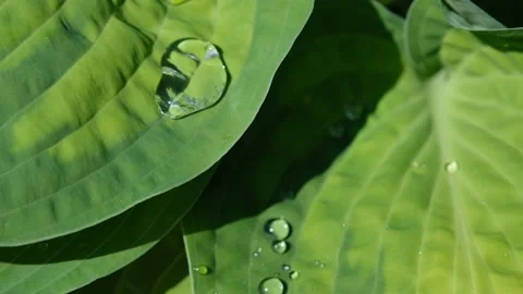 Translucent water droplets in the sun running off luxuriant green Hosta plant Stock Footage 192362401