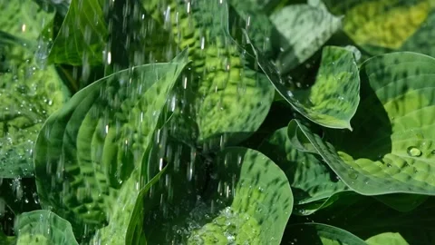 Translucent water droplets in the sun running off luxuriant green Hosta plant Stock Footage 192362468