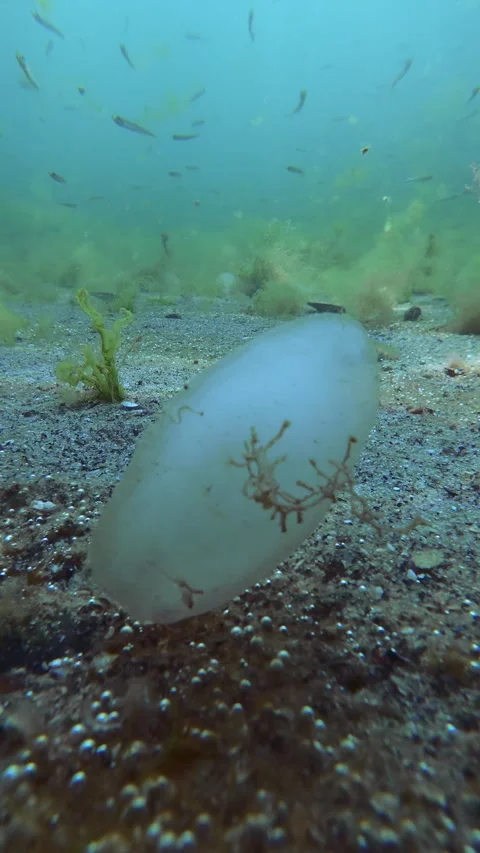 Translucent white egg cocoon of worm attached to sandy ocean bottom Stock Footage 345870263