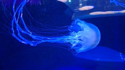 A translucent white jellyfish gracefully swimming horizontally across a lar.. Stock Footage 336650204