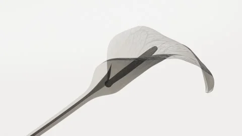 Translucent x-ray calla lily flower blooming close up on soft grey backgrou.. Stock Footage 341483870