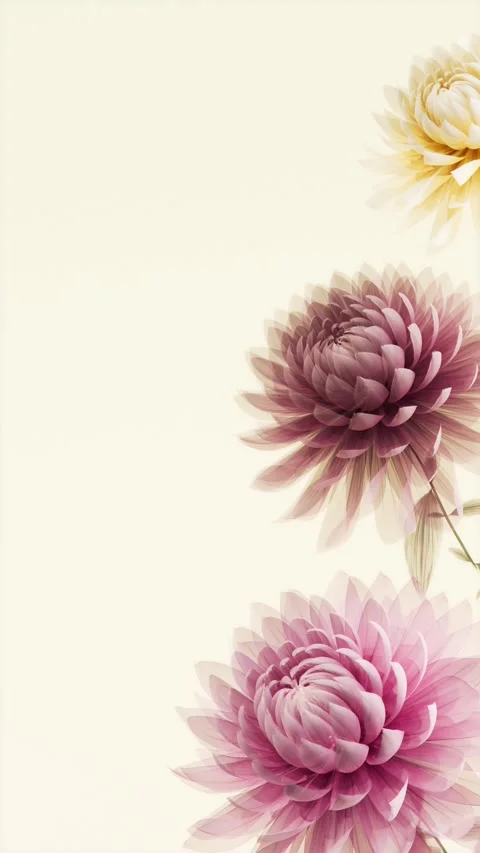 Translucent x-ray chrysanthemum flowers blooming animation on soft cream ba.. 스톡 동영상 341268285