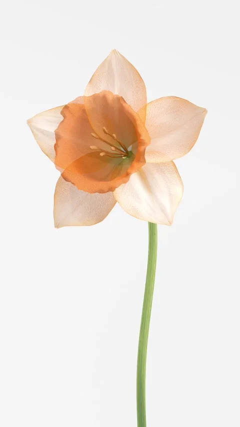 Translucent x-ray orange daffodil flower blooming animation on soft light b.. Vídeo Stock 341268495