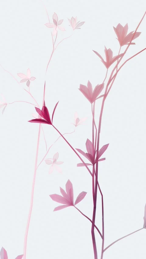 Translucent x-ray pink flower branches on soft white background, delicate t.. Видео 341268547