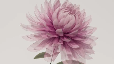 Translucent x-ray pink peony flower blooming close up on soft neutral backg.. Vídeo Stock 341483906