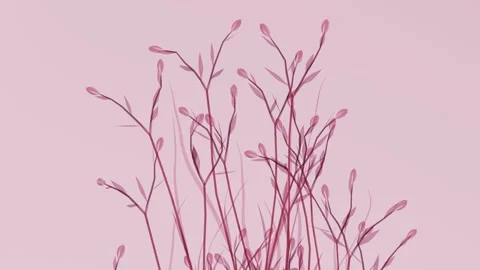 Translucent x-ray pink wild grass stems swaying in wind on soft pink backgr.. Stock Footage 341483281