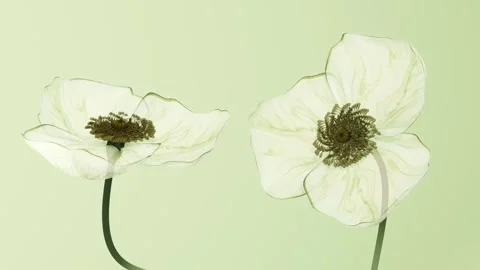 Translucent x-ray poppy flowers blooming animation on soft green background.. Stock Footage 341268305