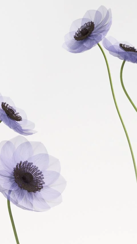 Translucent x-ray purple anemone flowers blooming animation on soft white b.. Видео 341268681
