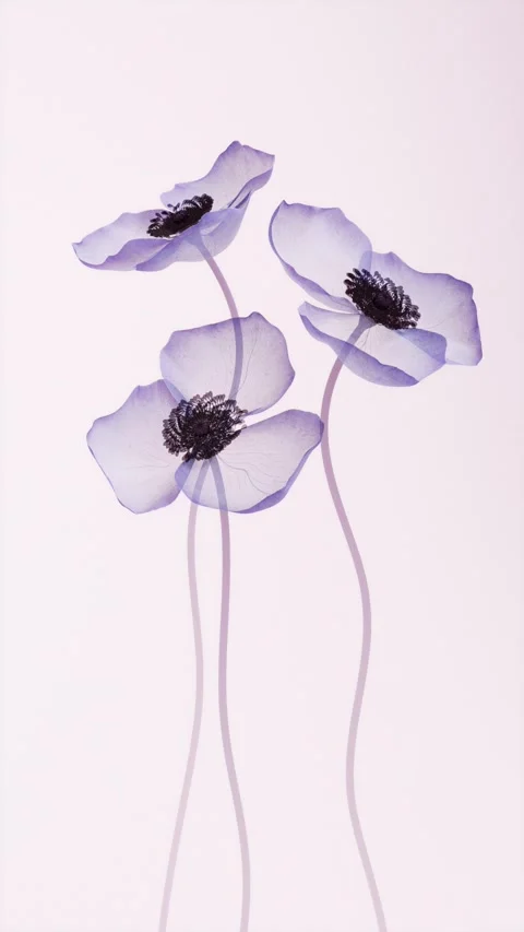Translucent x-ray purple anemone flowers blooming animation on soft pink ba.. Stock Footage 341483871