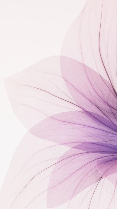 Translucent x-ray purple flower petals close up on soft white background wi.. Stock Footage 341483258