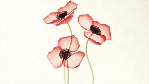 Translucent x-ray red poppy flowers blooming animation on soft cream backgr.. Vídeo Stock 341268376